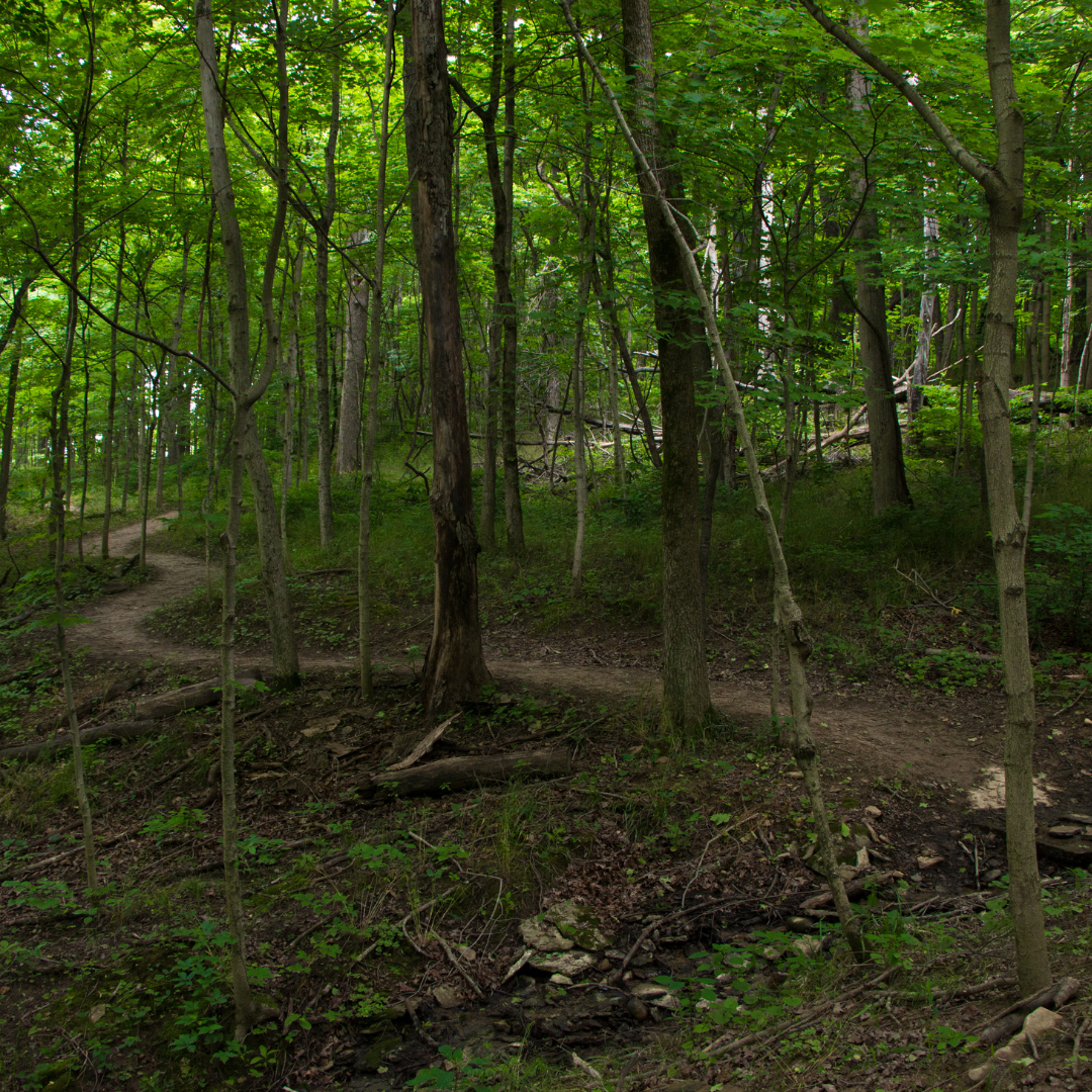 An image of the Salamander Trail at LBFT winding through the woods